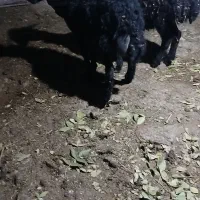 بره نرافشاری سبک درجه ۱