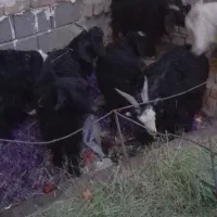 ۵بزغاله|حیوانات مزرعه|فردوس (خراسان), |دیوار