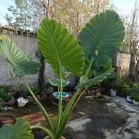 سیکاس . بابا آدم