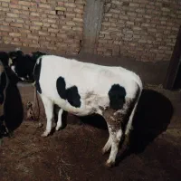 گوساله ماده گوشتی|حیوانات مزرعه|هریس, |دیوار