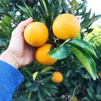 پرتقال کاملا ارگانیک