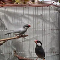 ی جفت مولد نرگسی