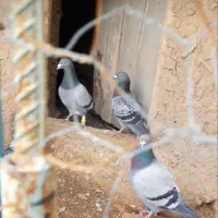 چند عدد کفتر فروشی