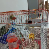 کوتوله برزیلی نر و ماده مولد|پرنده|اصفهان, منتظرالمهدی|دیوار