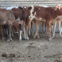 خارجی جرسی گاوگوساله گوسفند بز بره درشادگان