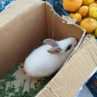 خرگوش سفید|موش و خرگوش|قرچک, شهرک طلائیه|دیوار