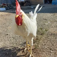 خروس سفید پر هیجان