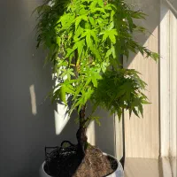 بن سای افرا