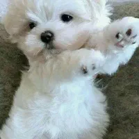 توله آپارتمانی فنجونی فقط 2800|سگ|تهران, سعادتآباد|دیوار