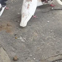 نر کله ای زرد