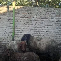 گوسفند نر بسیار سرحال