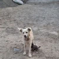 پا کوتاه|سگ|خنداب, |دیوار