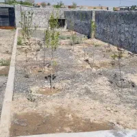 زمین فروشی|فروش خانه و ویلا|گلمکان, |دیوار