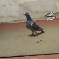 فروشی|پرنده|خلیل آباد, |دیوار