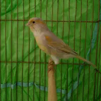 قناری ماده آماده آماده