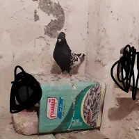 کفتر گمشده سینه سیاه ماده