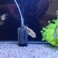 ماهی پیکاک|ماهی|شهرکرد, |دیوار