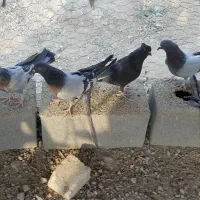 کبوتر اصفهانی|پرنده|برخوار, |دیوار