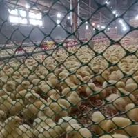 کارگر مرغداری گوشتی