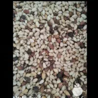 خرید پسته پوک|خدمات باغبانی و درختکاری|زرند, |دیوار