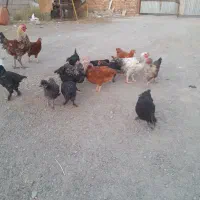 ۱۸ عدد جوجه مرندی خیلی خیلی چاق یک جوجه خروس لاری|حیوانات مزرعه|نیشابور, بنیاد شهید|دیوار