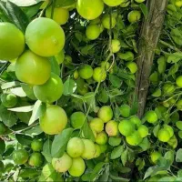 تغذیه اصولی کشت و کار و باغات|خدمات باغبانی و درختکاری|کاشان, لتحر|دیوار