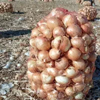 پیاز زرد خوش رنگ