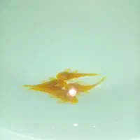 کت فیش آلبینو و مشکی|ماهی|شیراز, کوشک میدان|دیوار