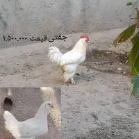 مرغ و خروس|حیوانات مزرعه|تبریز, |دیوار