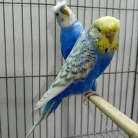 مرغ عشق مولد درجه 1 با جوجه فروش فوری