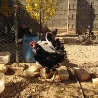 خروس گلین خال سوزنی|حیوانات مزرعه|شیراز, شهرک گلستان|دیوار