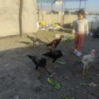 خروس  و مرغ لاری