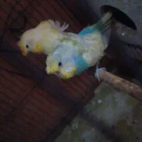 مرغ عشق انگلیسی و پروانه ای