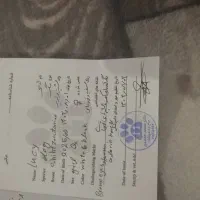 سگ خانگی شیتزو اصل|سگ|ارومیه, |دیوار