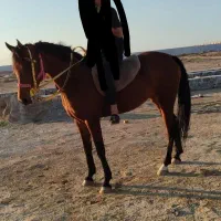 اسب مادیون|اسب و تجهیزات اسب‌سواری|باوی, |دیوار