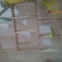 مرغ عشق سالم و سرحال