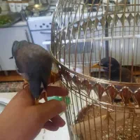 جوجه مینا شاه تخم نر به شرط