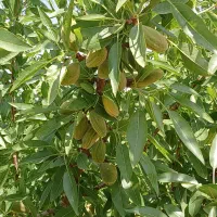 فروش باغ بادام نزدیک دهکده معاوضه با خودرو و خانه