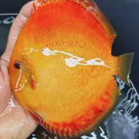 ماهی دیسکس وارداتی