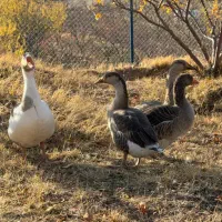 تخم غاز محلی