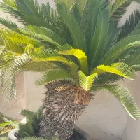 گل سیکاس دوقلو