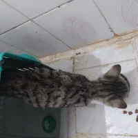 سرپرستی رایگان حمایتی گربه 5 ماهه ماده