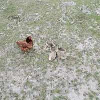 5 عدد جوجه غاز یک ماهه زیر مرغ در اومده