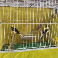 ماده سفید بالغ و تعدادی نر سفید سالم و سرحال|پرنده|یزد, |دیوار