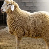 در کمترین زمان درمحل شما گوسفند زنده