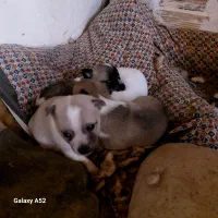 توله گوش تیز|سگ|نیشابور, دربقاضی|دیوار