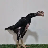 جوجه خروس اوشامو گردن لرزان