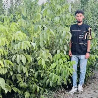 ارائه نهال گردو جمال مقاوم به سرما|خدمات باغبانی و درختکاری|گیلوان, |دیوار