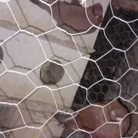 کبوتر زرد و سرخ