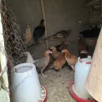 ۱۸ عدد جوجه محلی و خزک